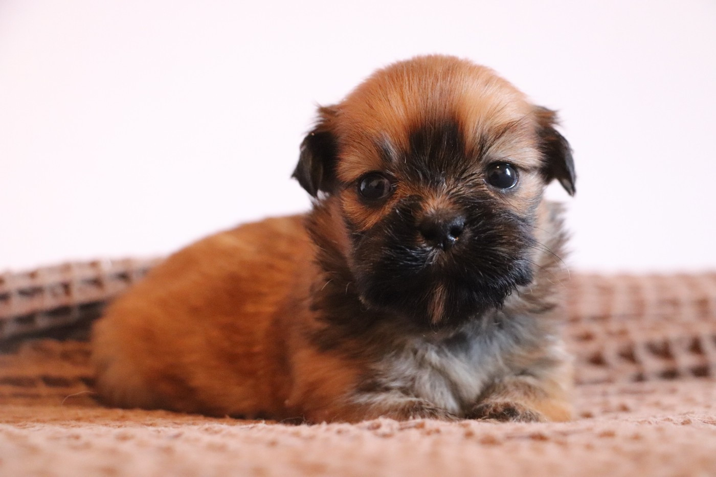 Der Lenn - Chiots disponibles - Lhassa Apso
