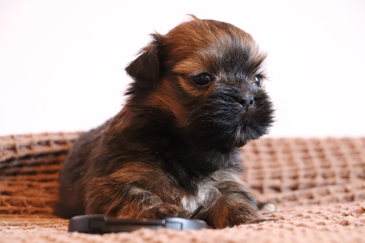 Der Lenn - Chiots disponibles - Lhassa Apso