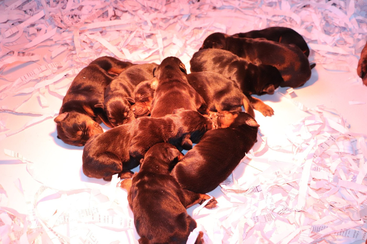 Der Lenn - Chiots disponibles - Dobermann