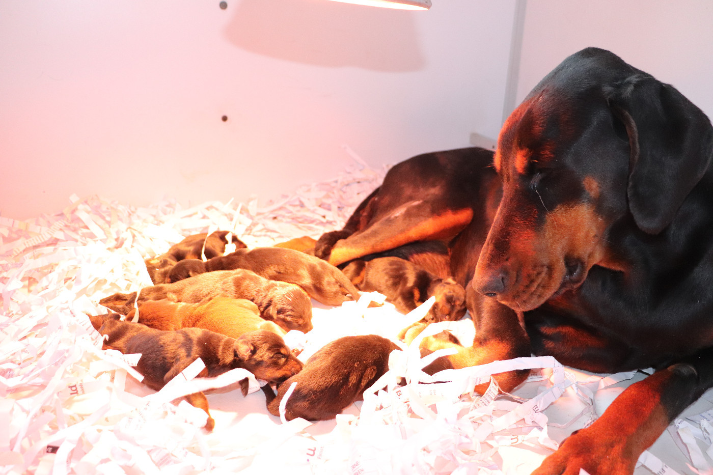 Der Lenn - Chiots disponibles - Dobermann