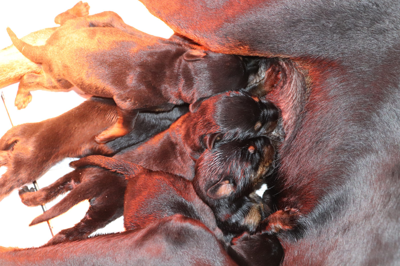 Der Lenn - Dobermann - Portée née le 21/01/2026