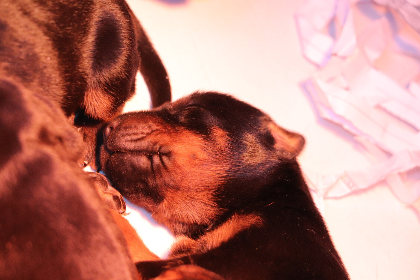 Der Lenn - Dobermann - Portée née le 21/01/2026