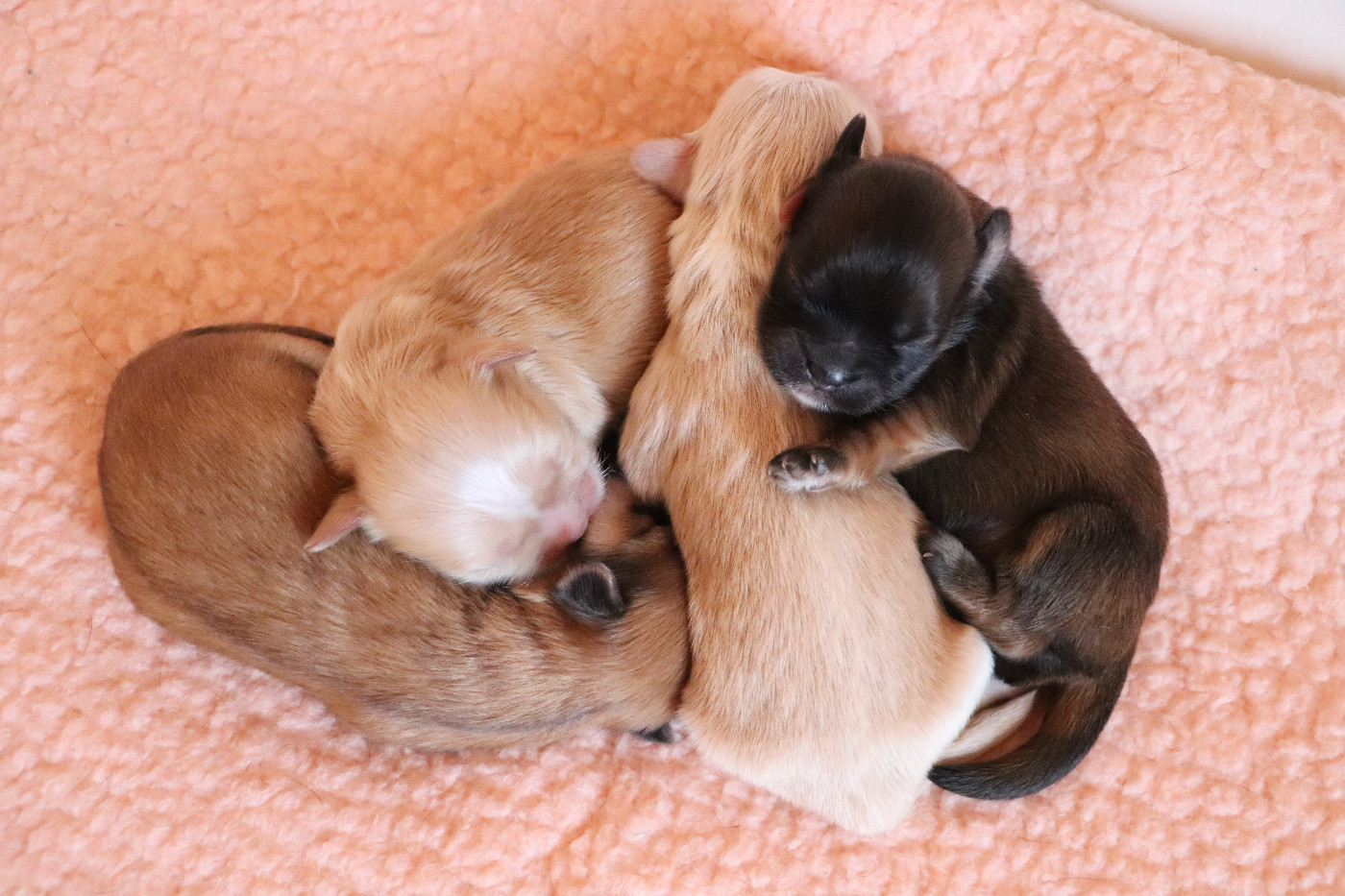 Der Lenn - Lhassa Apso - Portée née le 26/01/2026