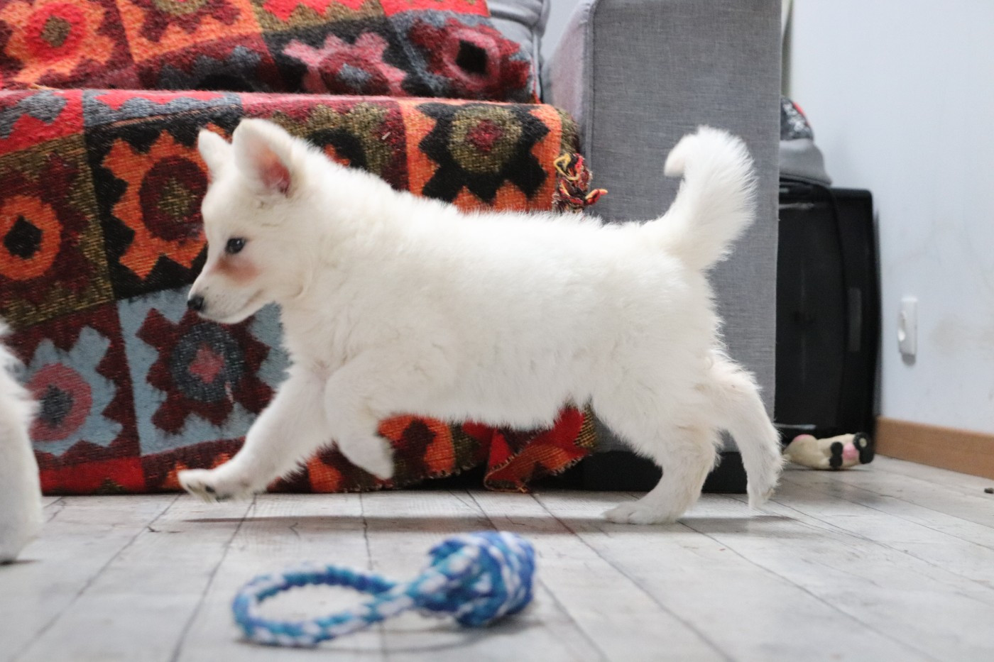 Der Lenn - Chiots disponibles - Berger Blanc Suisse