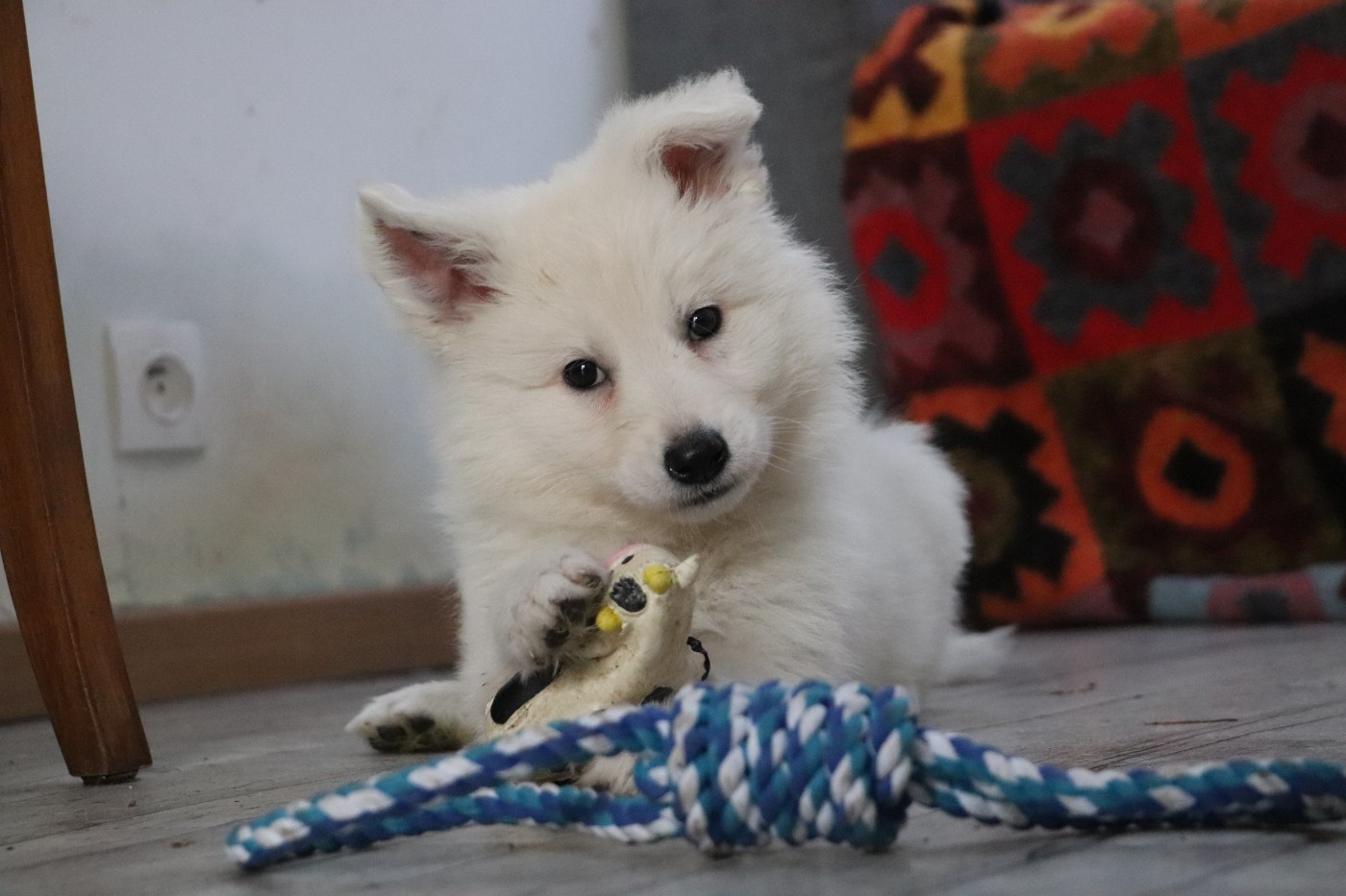 Der Lenn - Chiots disponibles - Berger Blanc Suisse