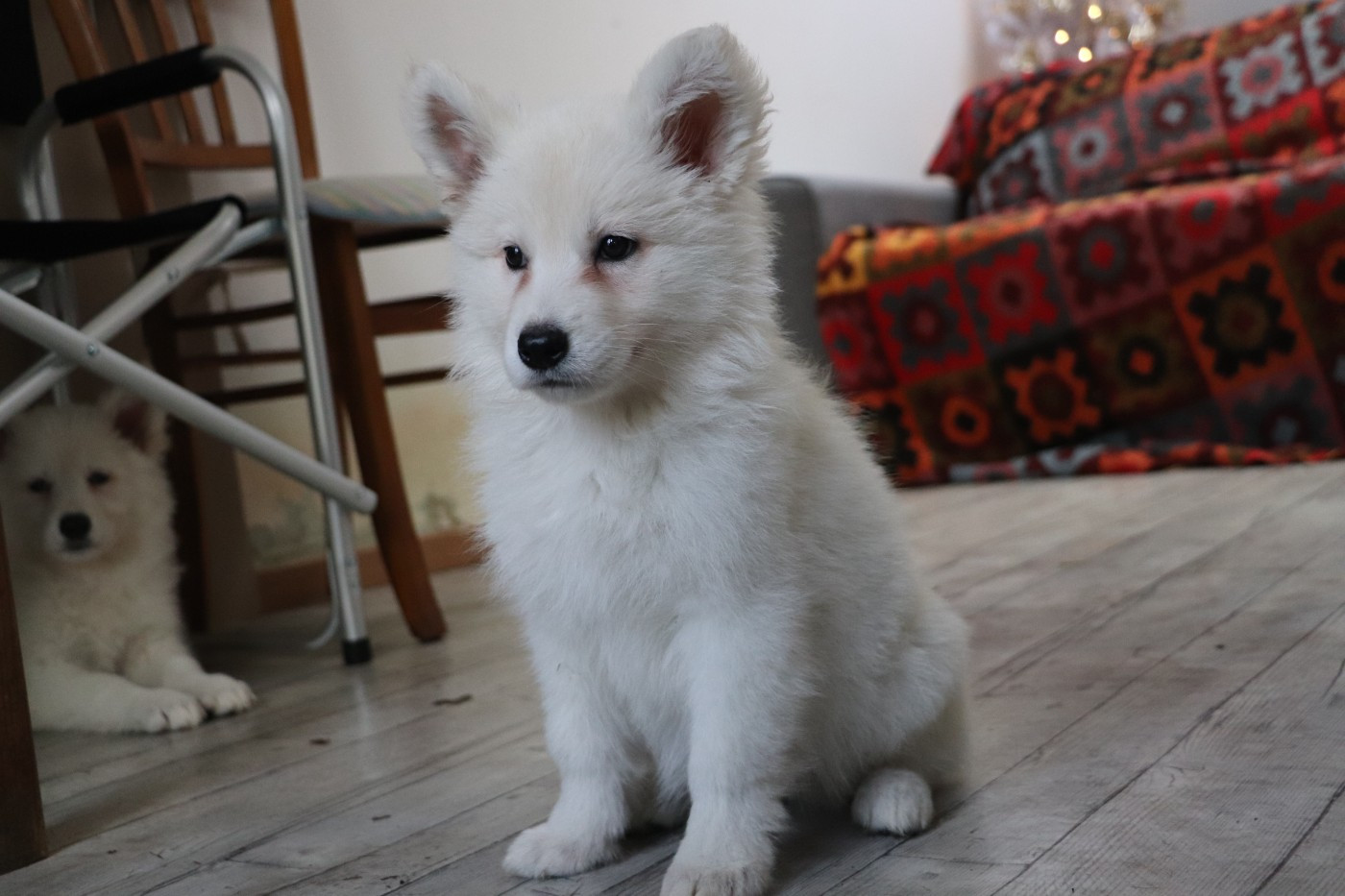 Der Lenn - Chiots disponibles - Berger Blanc Suisse
