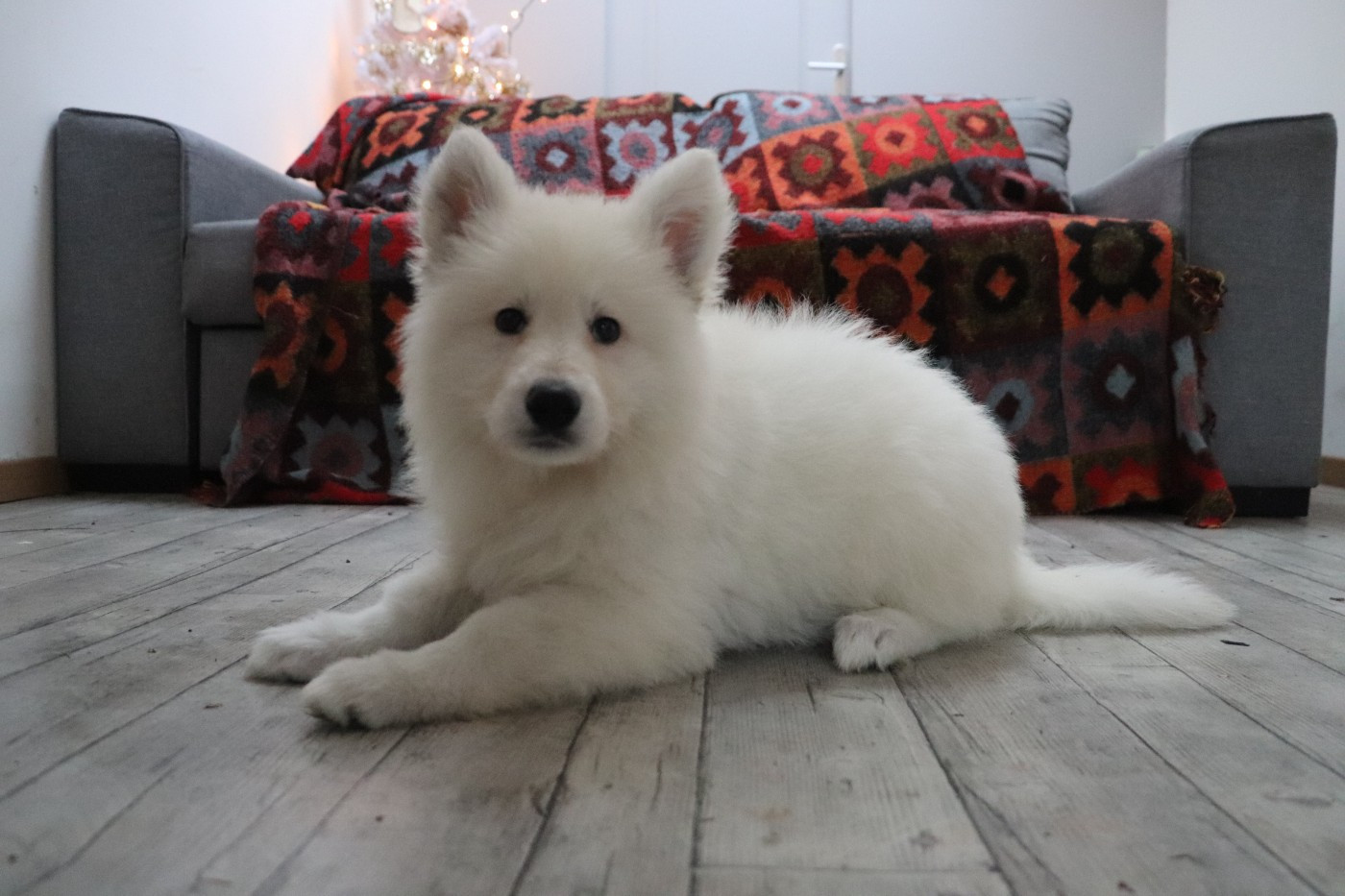 Der Lenn - Chiots disponibles - Berger Blanc Suisse