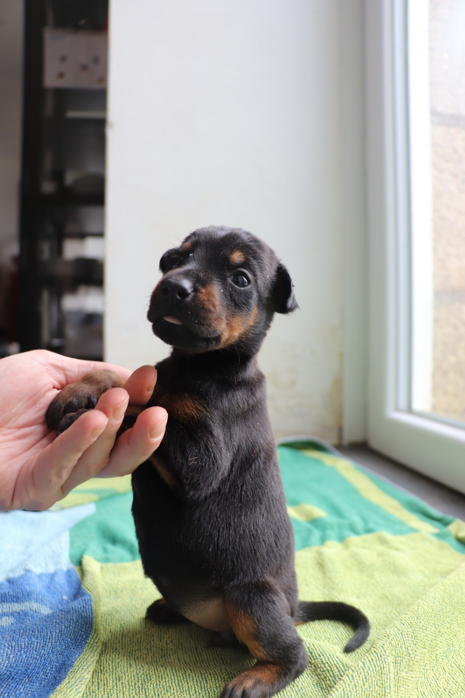 Der Lenn - Chiots disponibles - Dobermann