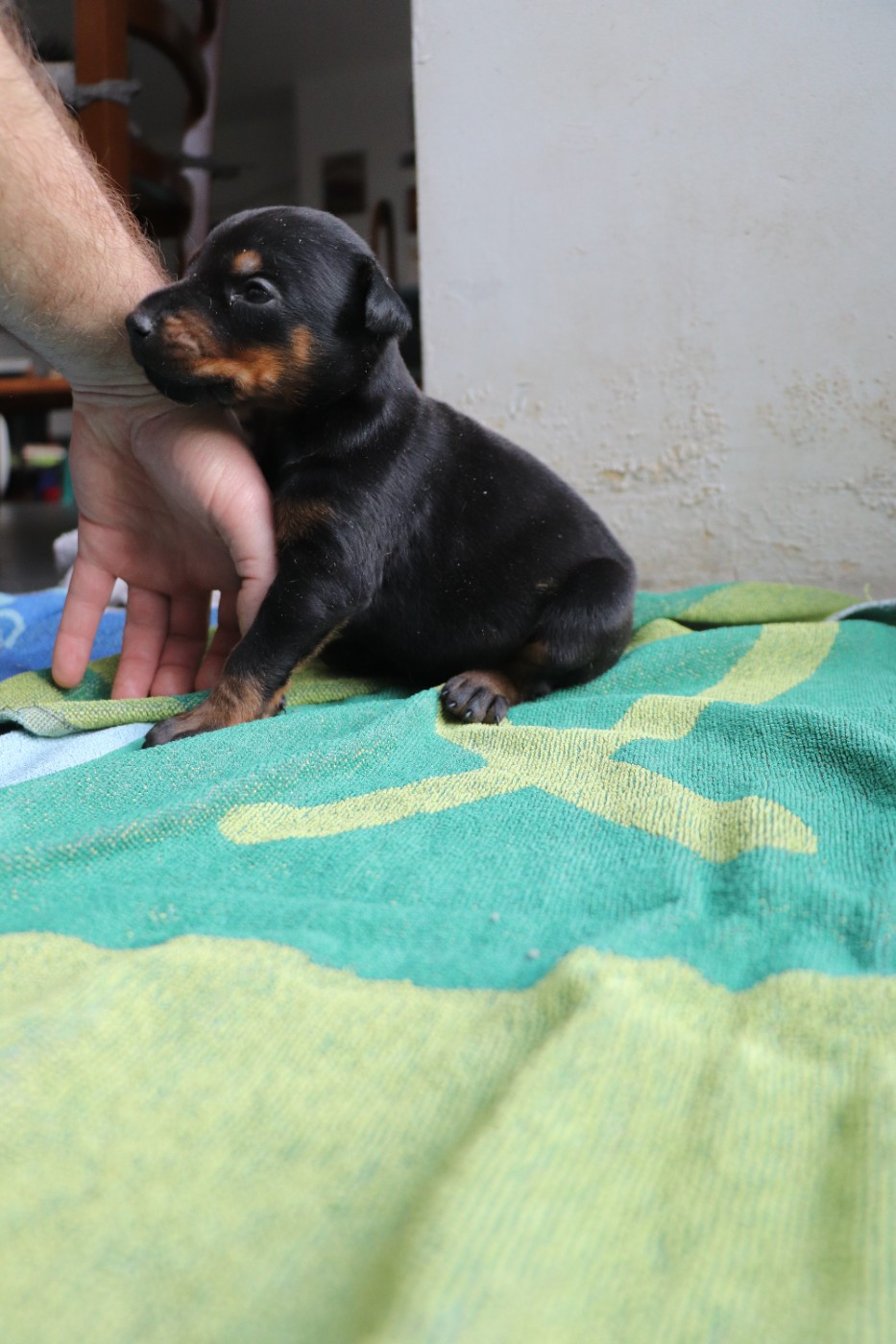 Der Lenn - Chiots disponibles - Dobermann