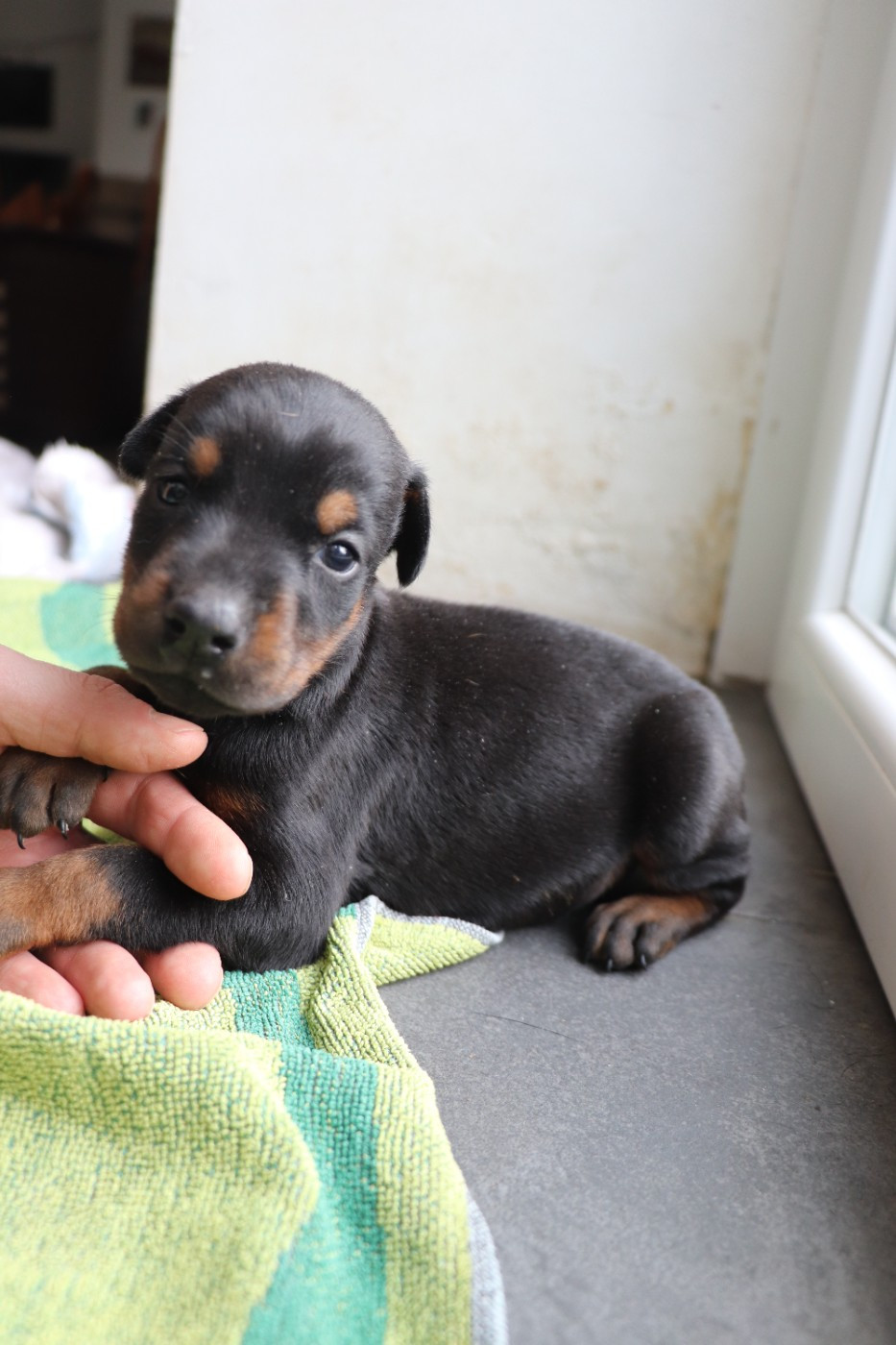 Der Lenn - Chiots disponibles - Dobermann