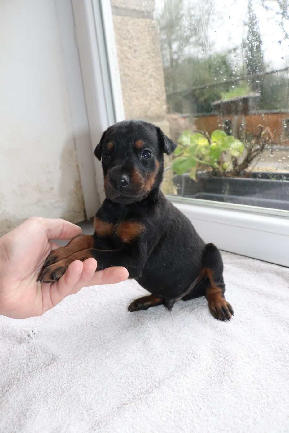 Der Lenn - Chiots disponibles - Dobermann