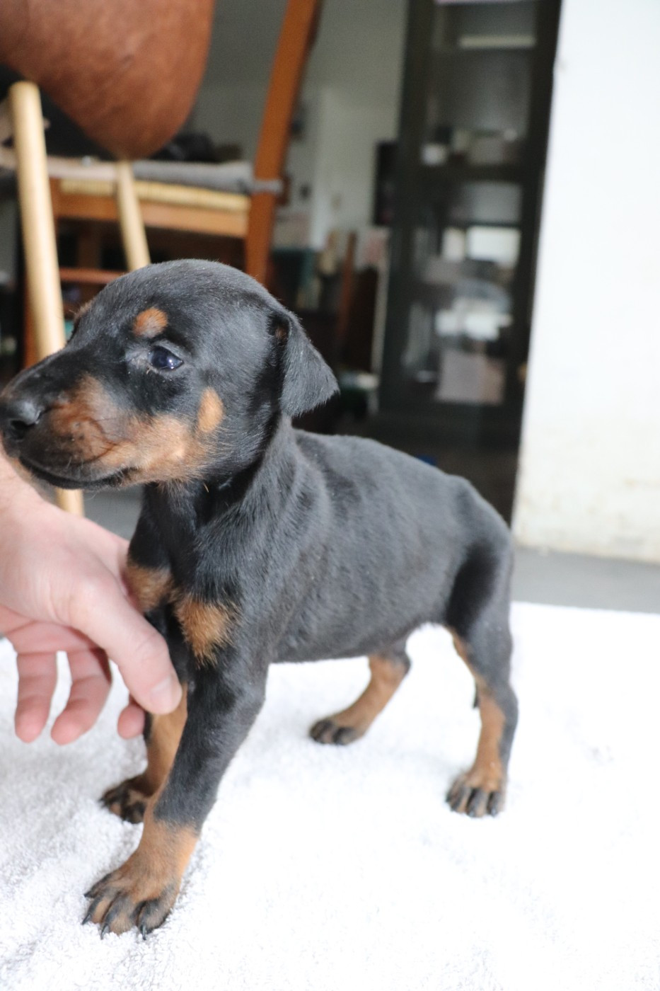 Der Lenn - Chiots disponibles - Dobermann