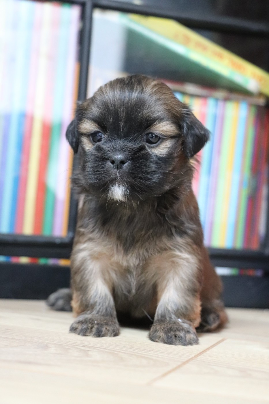 Der Lenn - Chiots disponibles - Lhassa Apso