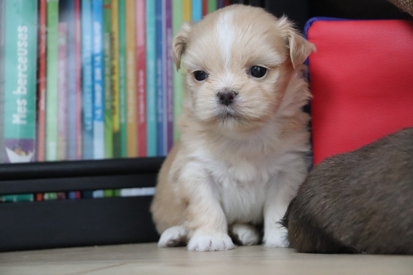 Der Lenn - Chiots disponibles - Lhassa Apso