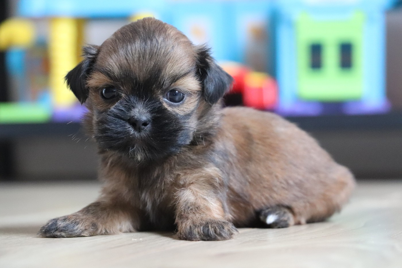 Der Lenn - Chiots disponibles - Lhassa Apso