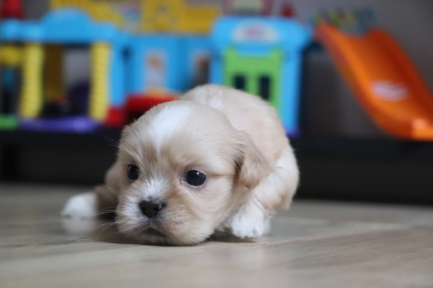 Der Lenn - Chiots disponibles - Lhassa Apso