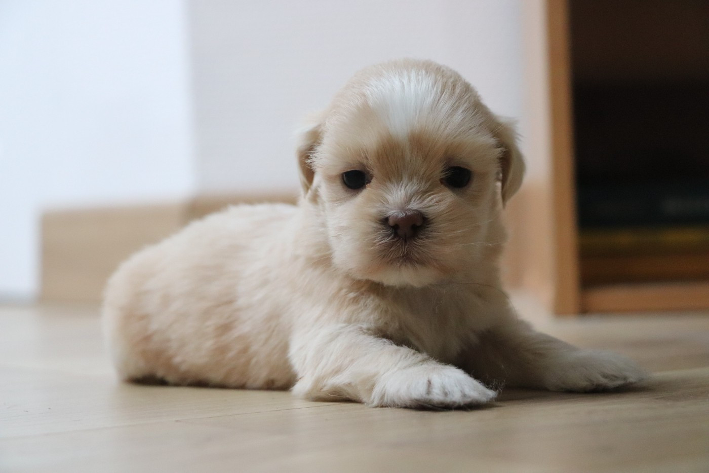 Der Lenn - Chiots disponibles - Lhassa Apso