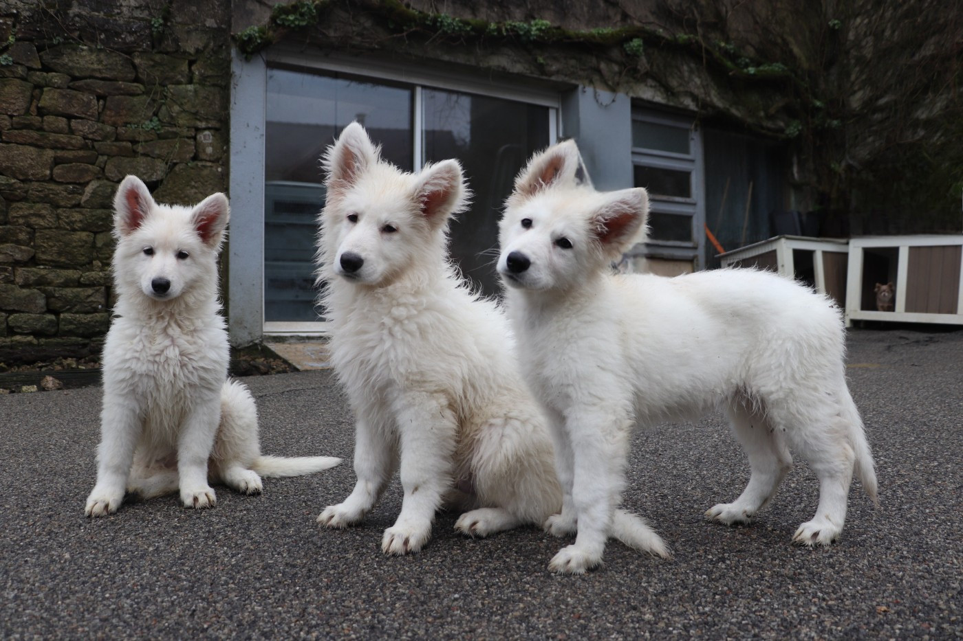 Chiot Berger Blanc Suisse Der Lenn