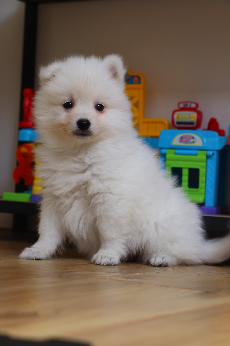 Der Lenn - Chiots disponibles - Spitz japonais