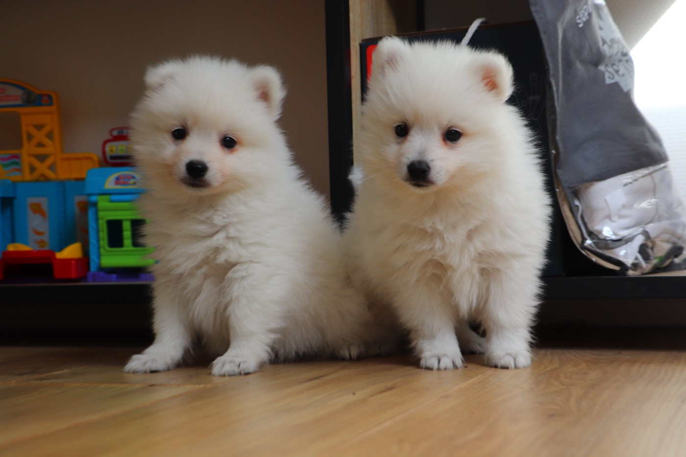 Chiot Spitz japonais Der Lenn