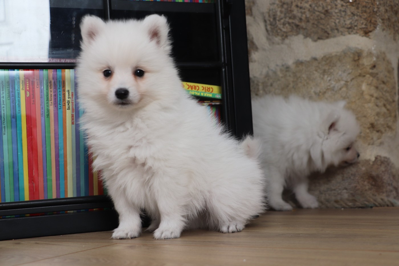 Der Lenn - Chiots disponibles - Spitz japonais