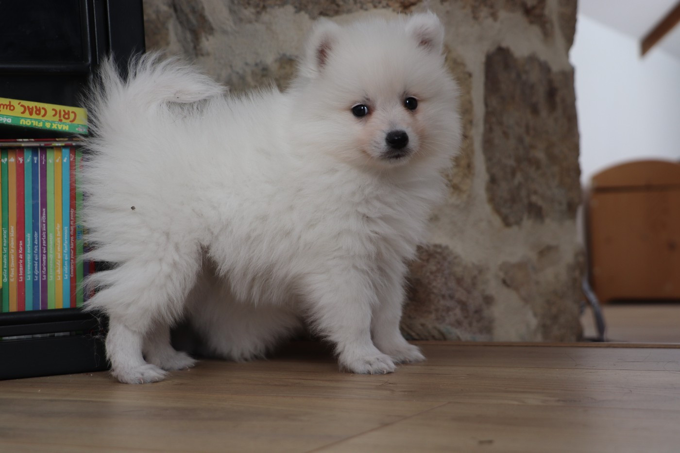 Der Lenn - Chiots disponibles - Spitz japonais