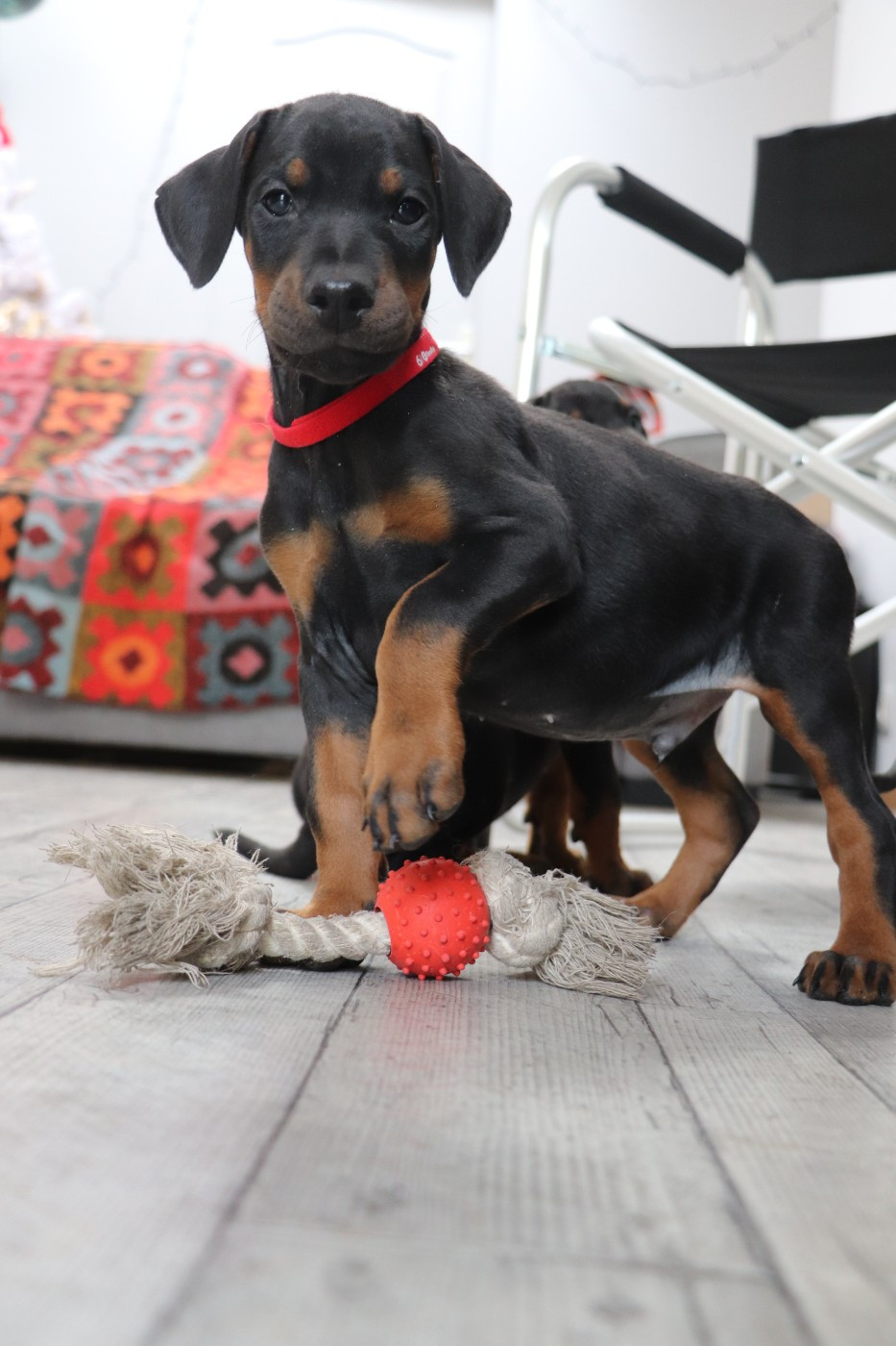 Der Lenn - Chiots disponibles - Dobermann