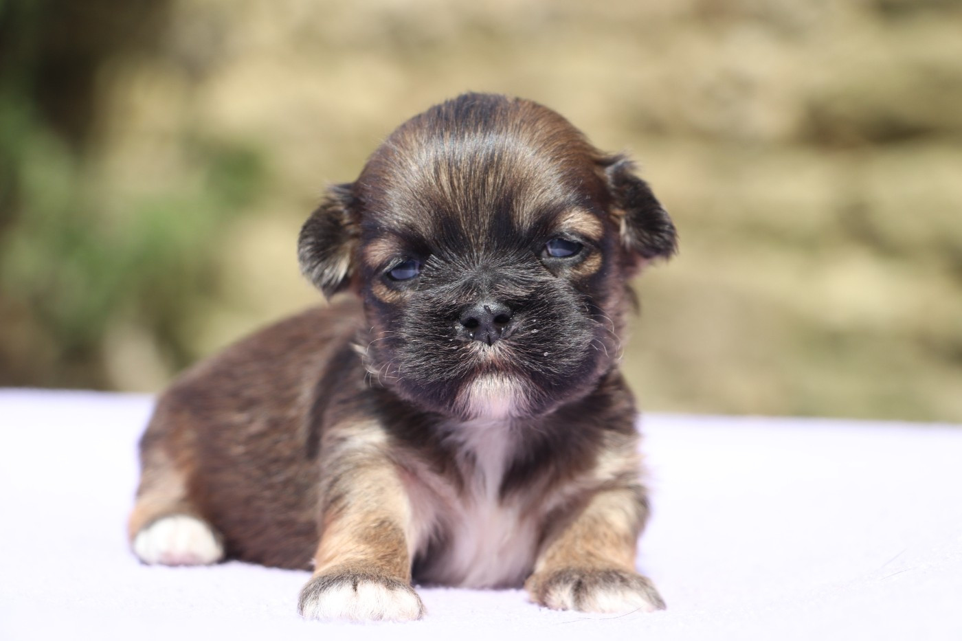 Der Lenn - Chiots disponibles - Lhassa Apso