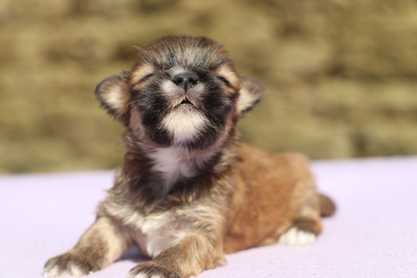 Der Lenn - Chiots disponibles - Lhassa Apso