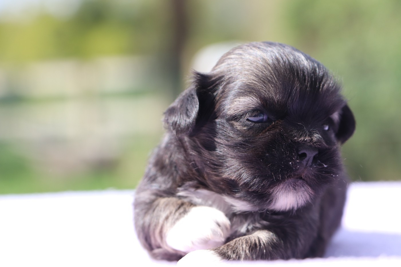 Der Lenn - Chiots disponibles - Lhassa Apso