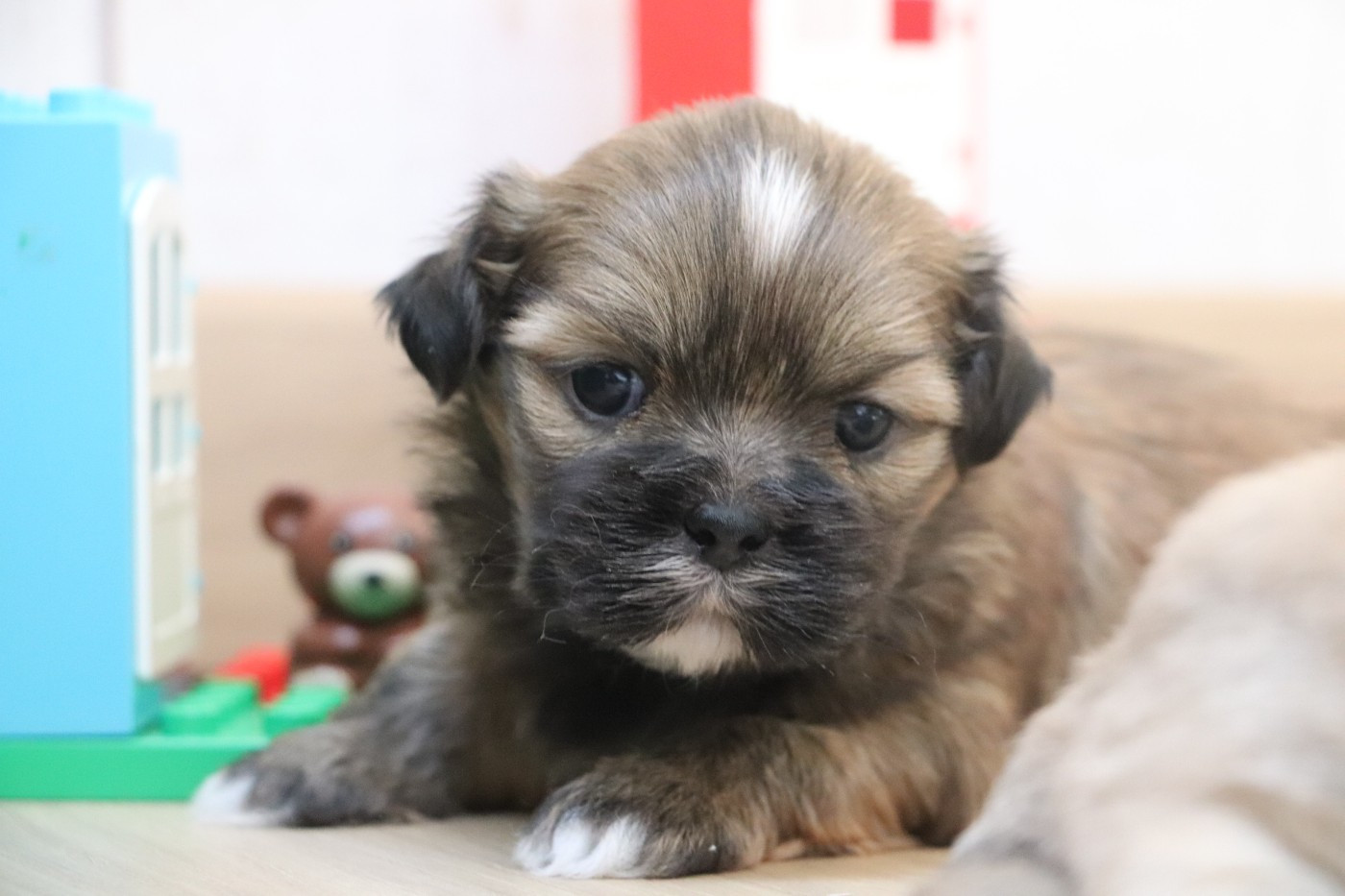 Der Lenn - Chiots disponibles - Lhassa Apso