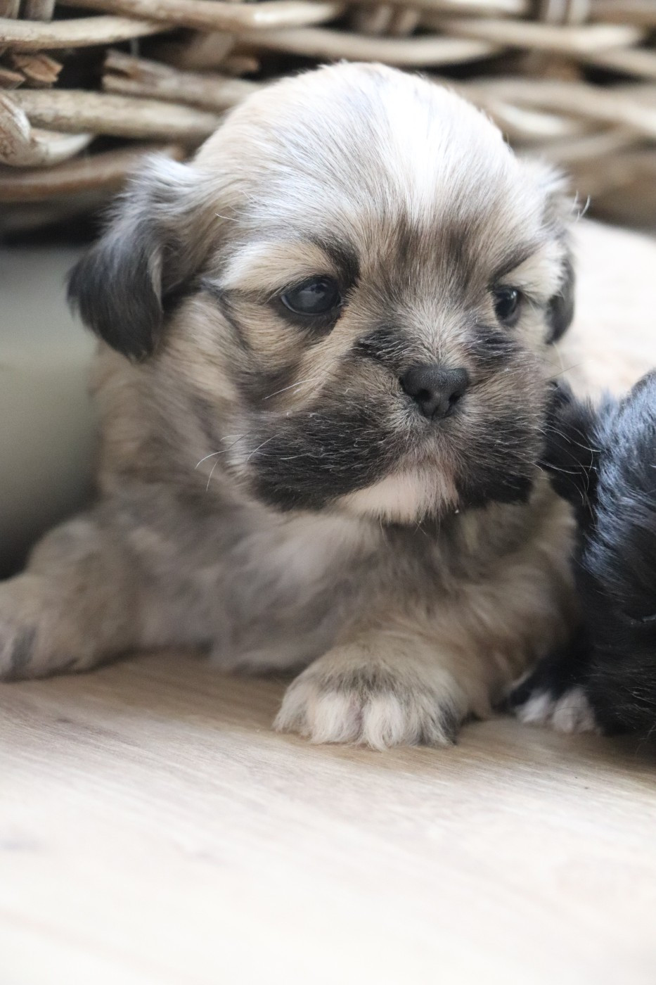 Der Lenn - Chiots disponibles - Lhassa Apso