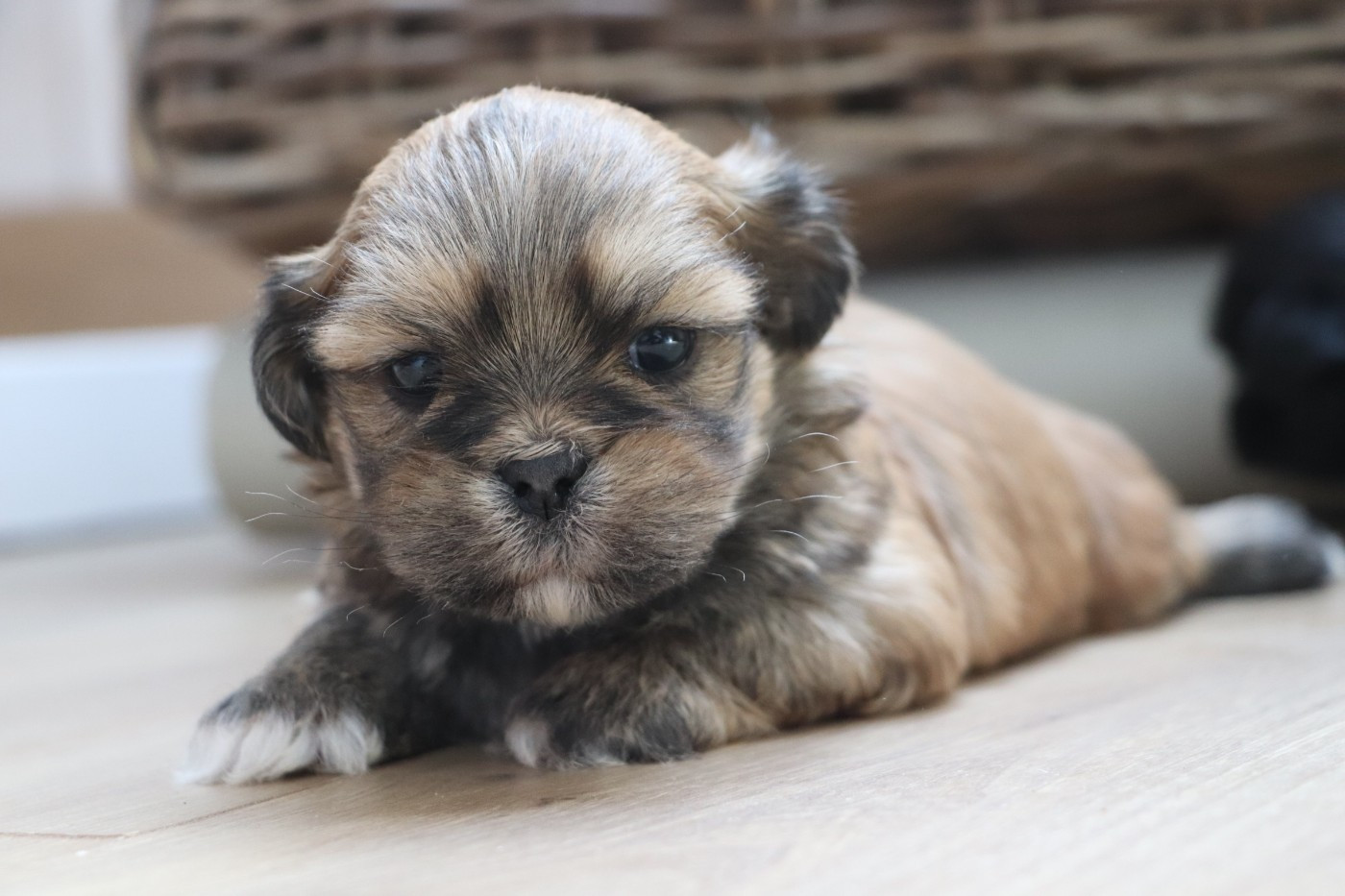 Der Lenn - Chiots disponibles - Lhassa Apso