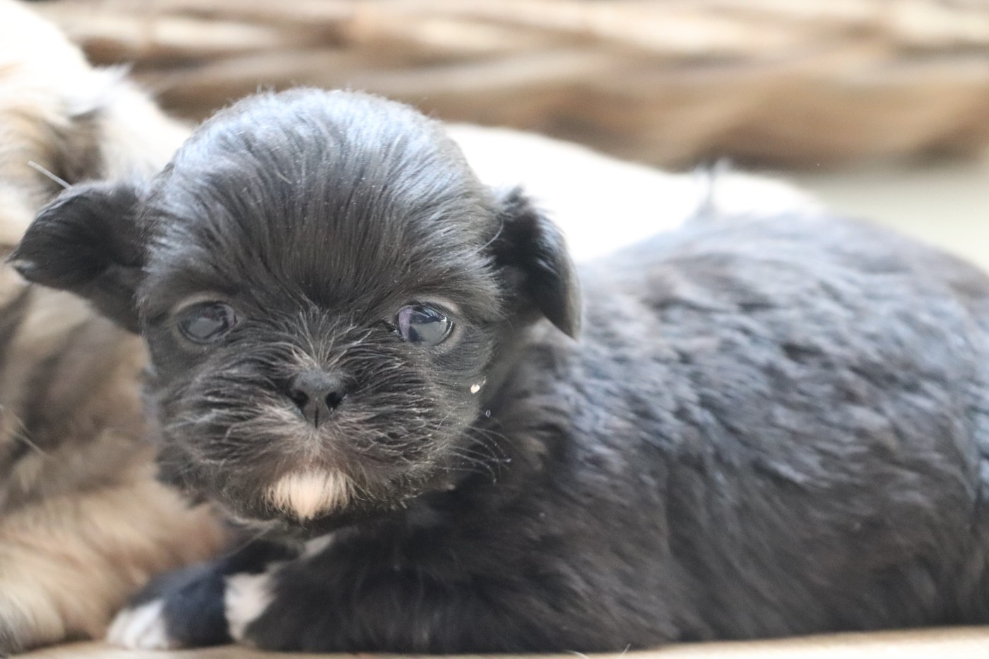 Der Lenn - Chiots disponibles - Lhassa Apso
