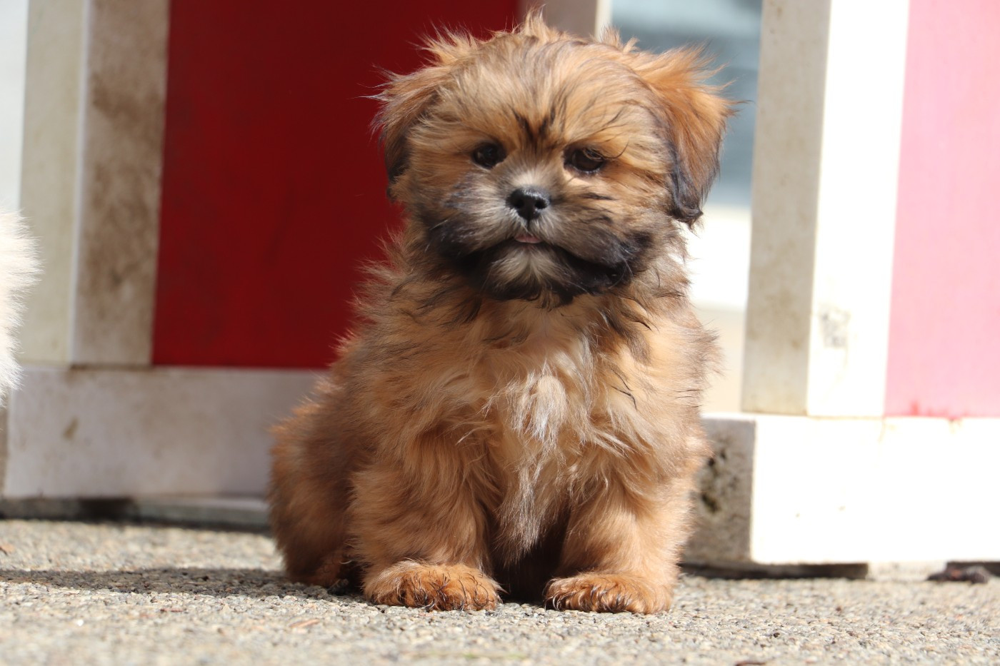 Der Lenn - Chiots disponibles - Lhassa Apso