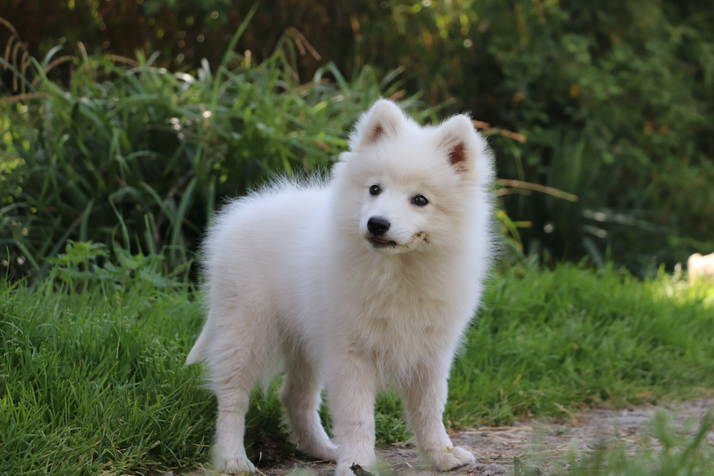 Der Lenn - Chiots disponibles - Spitz japonais