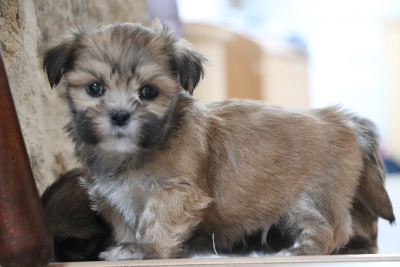 Der Lenn - Chiots disponibles - Lhassa Apso