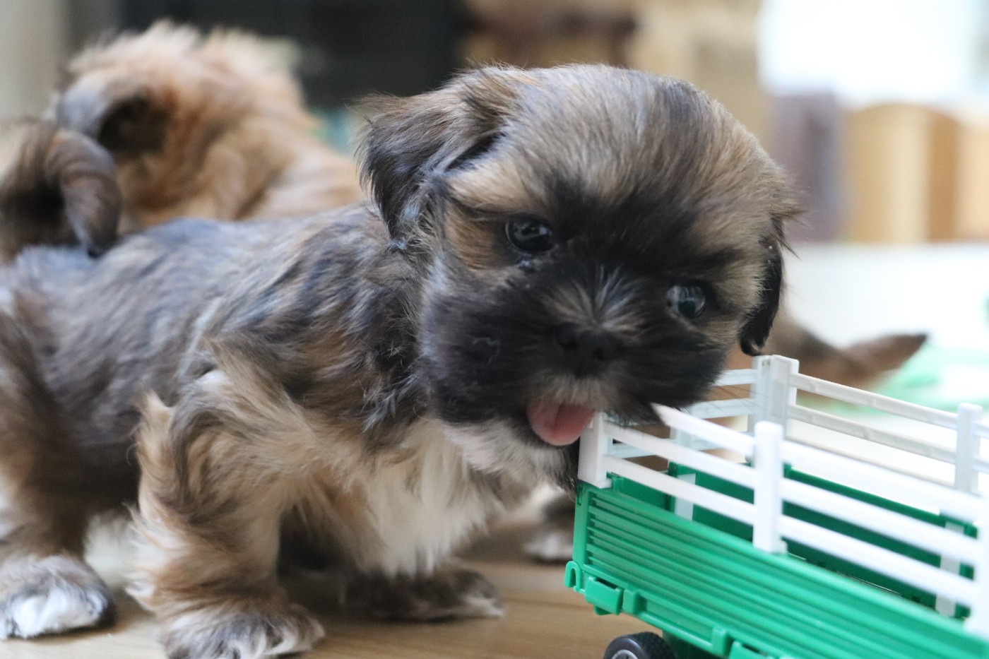 Der Lenn - Chiots disponibles - Lhassa Apso