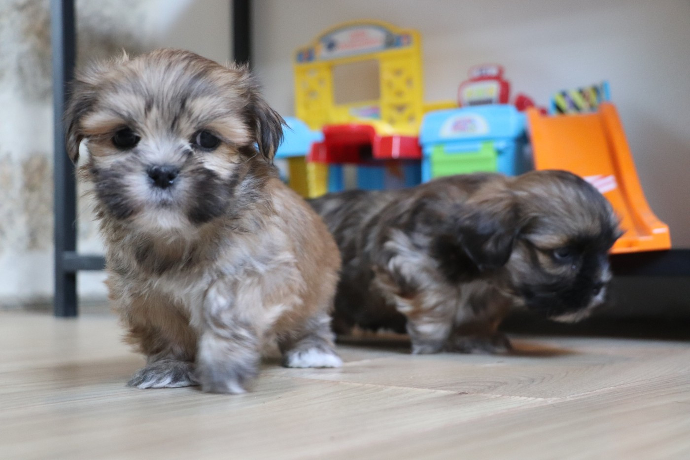 Der Lenn - Lhassa Apso - Portée née le 17/03/2026