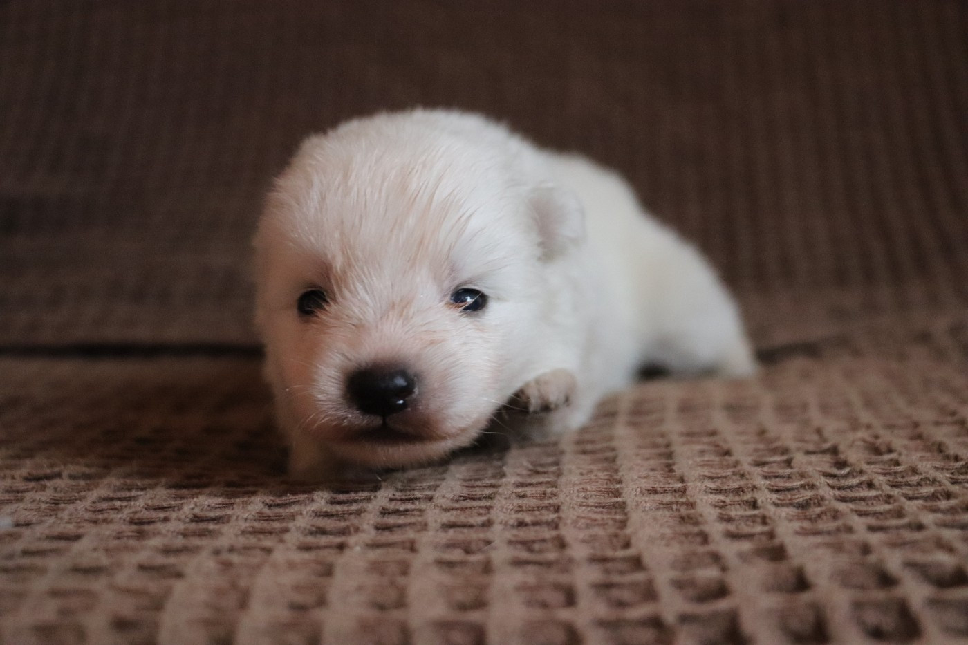 Der Lenn - Chiots disponibles - Spitz japonais