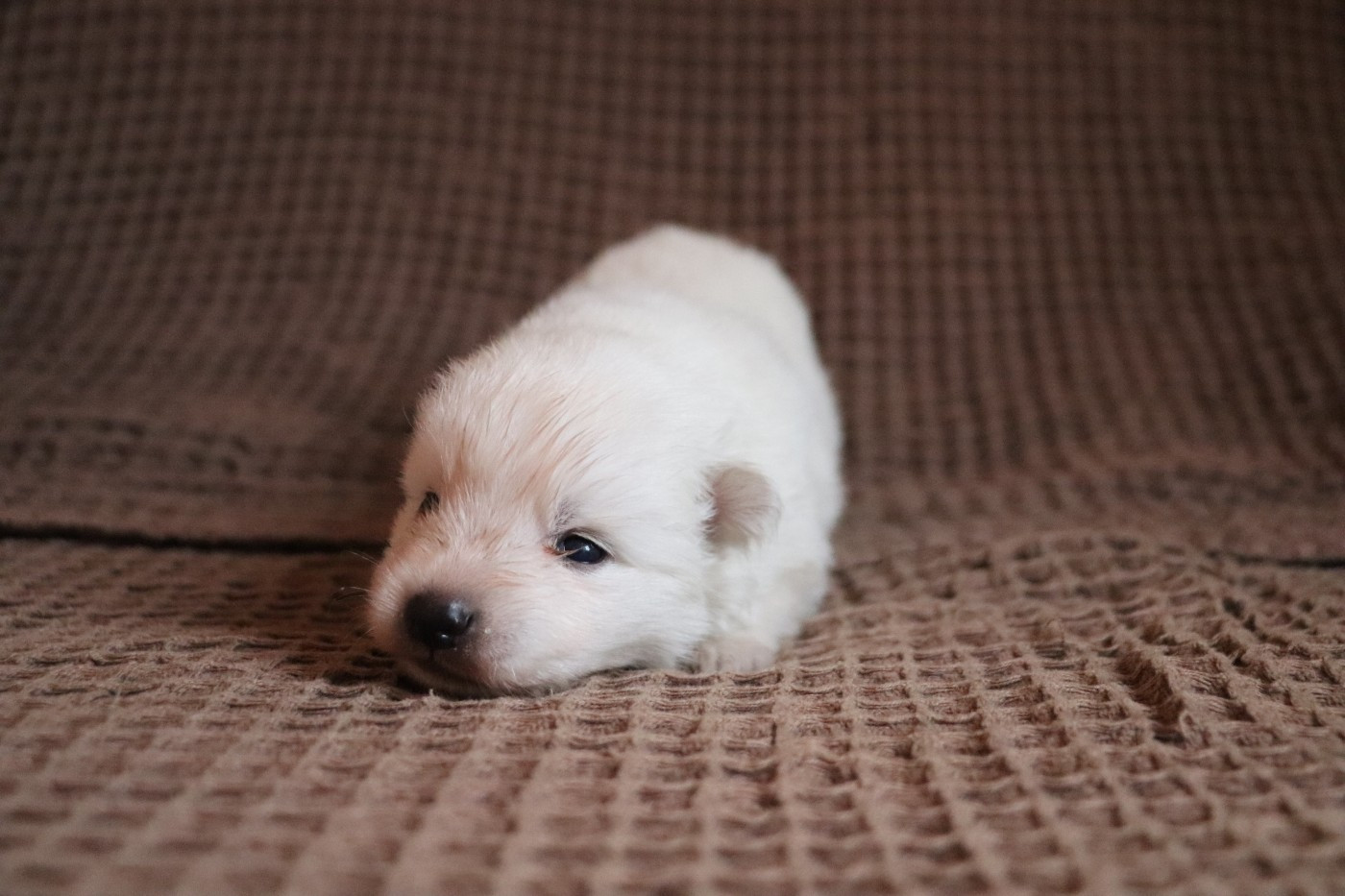Der Lenn - Chiots disponibles - Spitz japonais