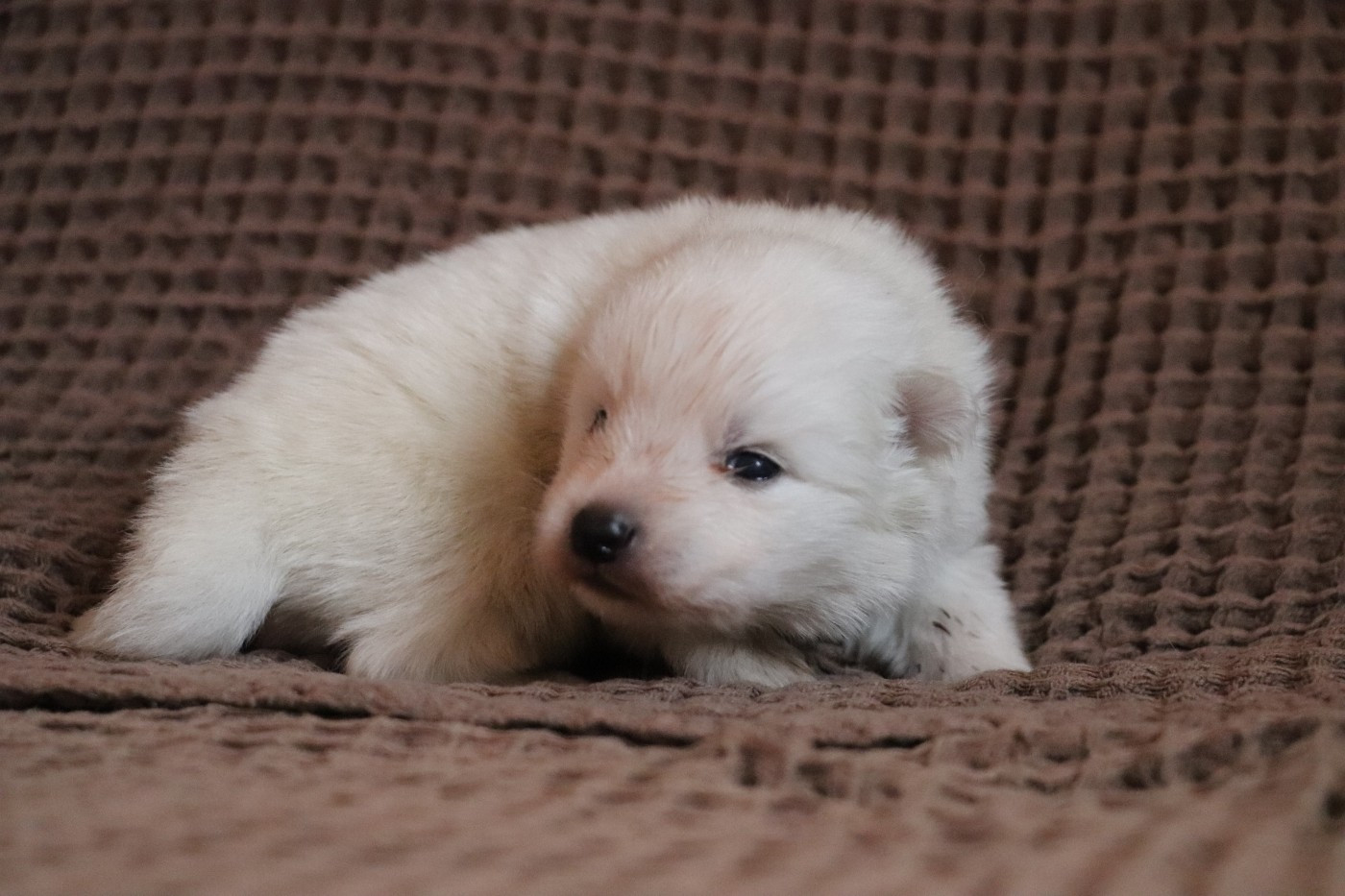 Der Lenn - Chiots disponibles - Spitz japonais