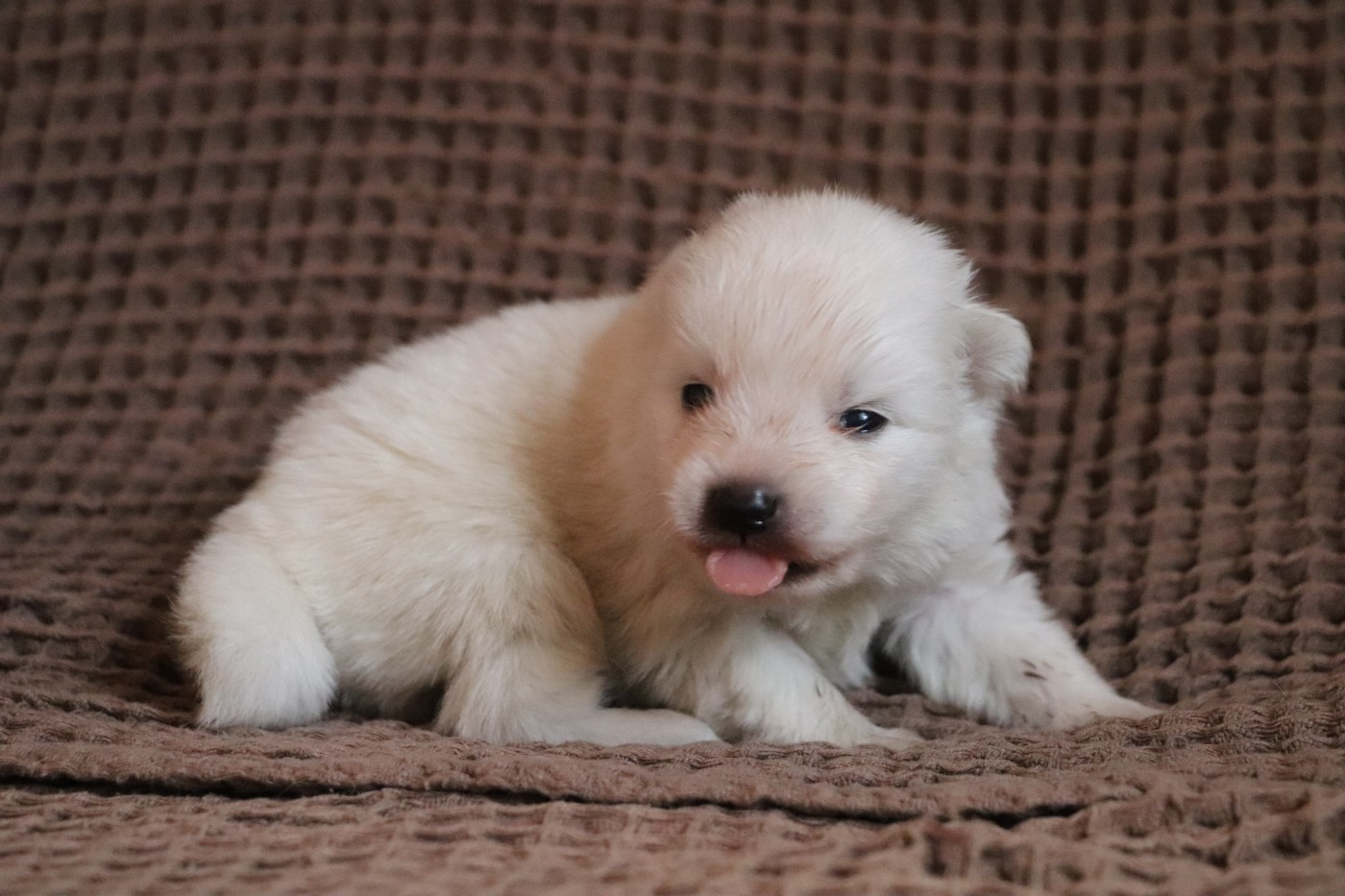 Der Lenn - Chiots disponibles - Spitz japonais