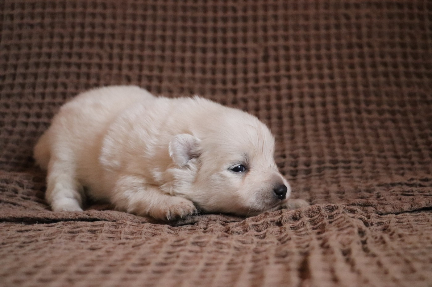 Der Lenn - Chiots disponibles - Spitz japonais