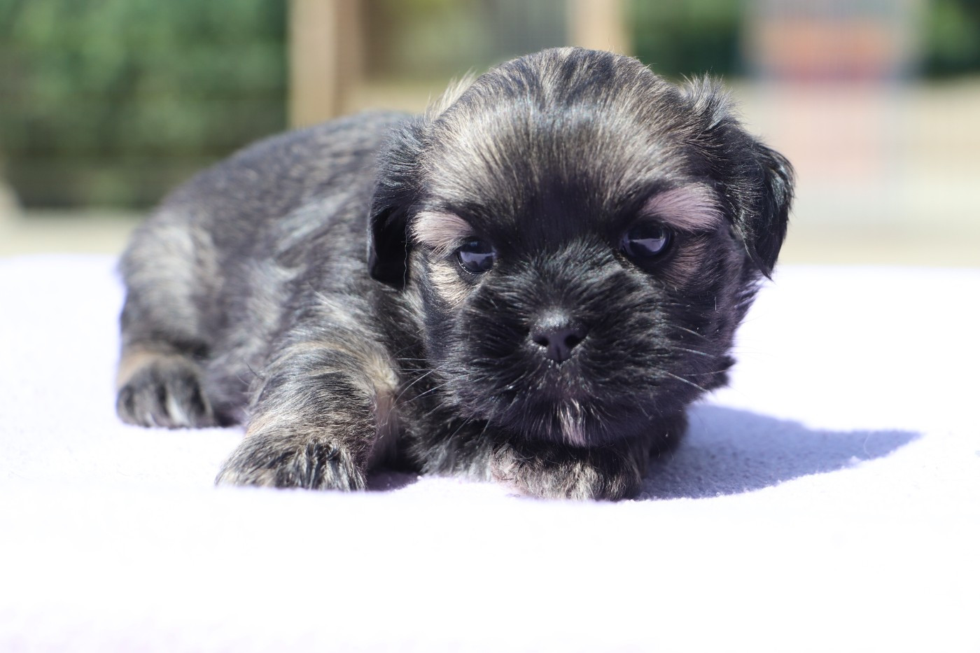 Der Lenn - Chiots disponibles - Lhassa Apso