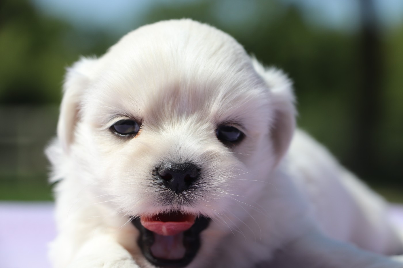 Der Lenn - Chiots disponibles - Lhassa Apso