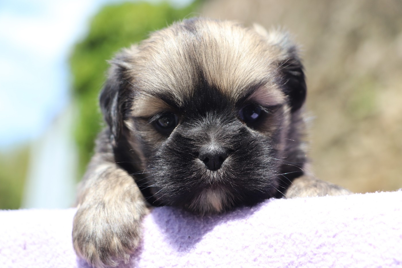 Der Lenn - Chiots disponibles - Lhassa Apso