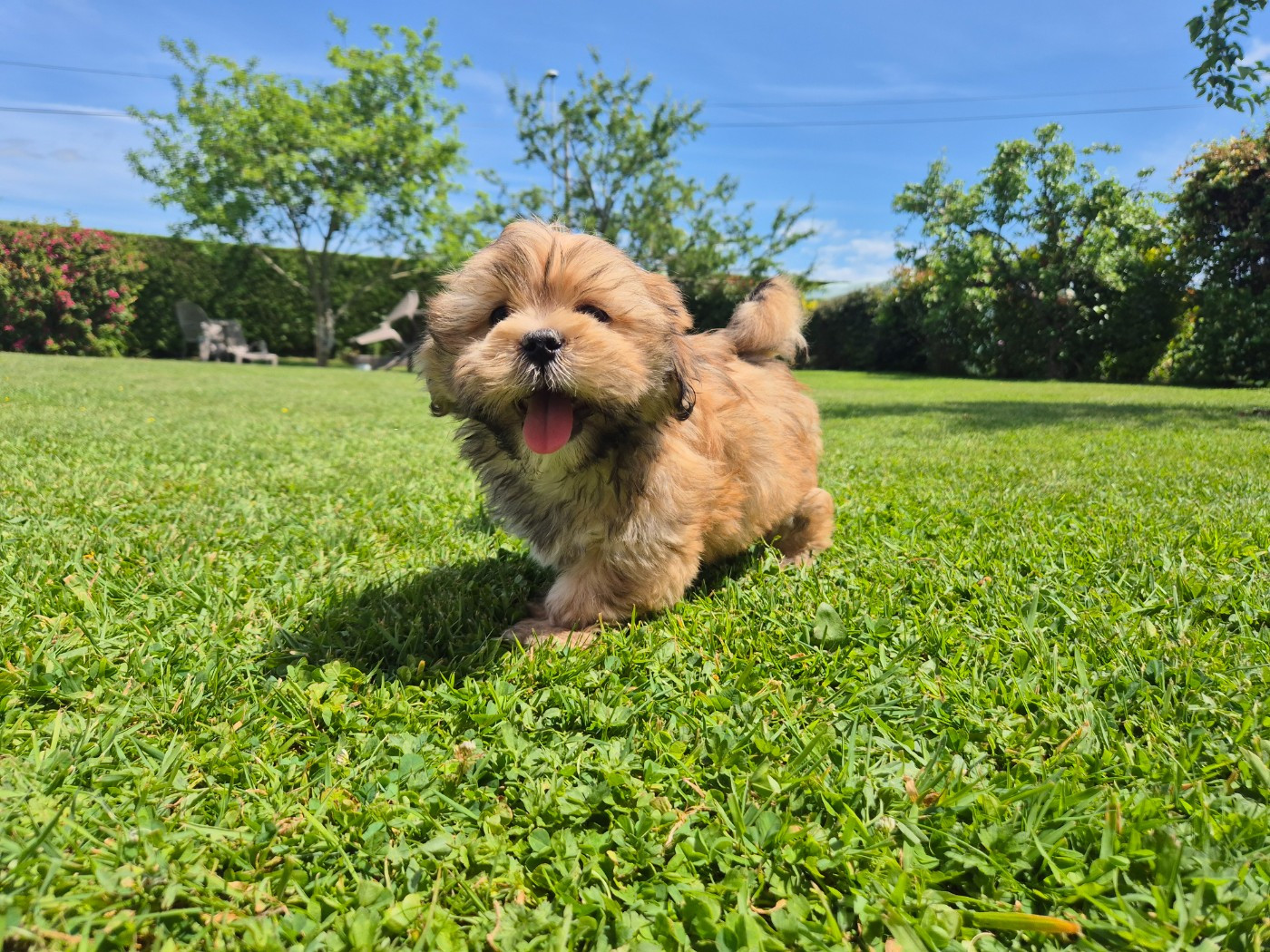 Der Lenn - Chiots disponibles - Lhassa Apso