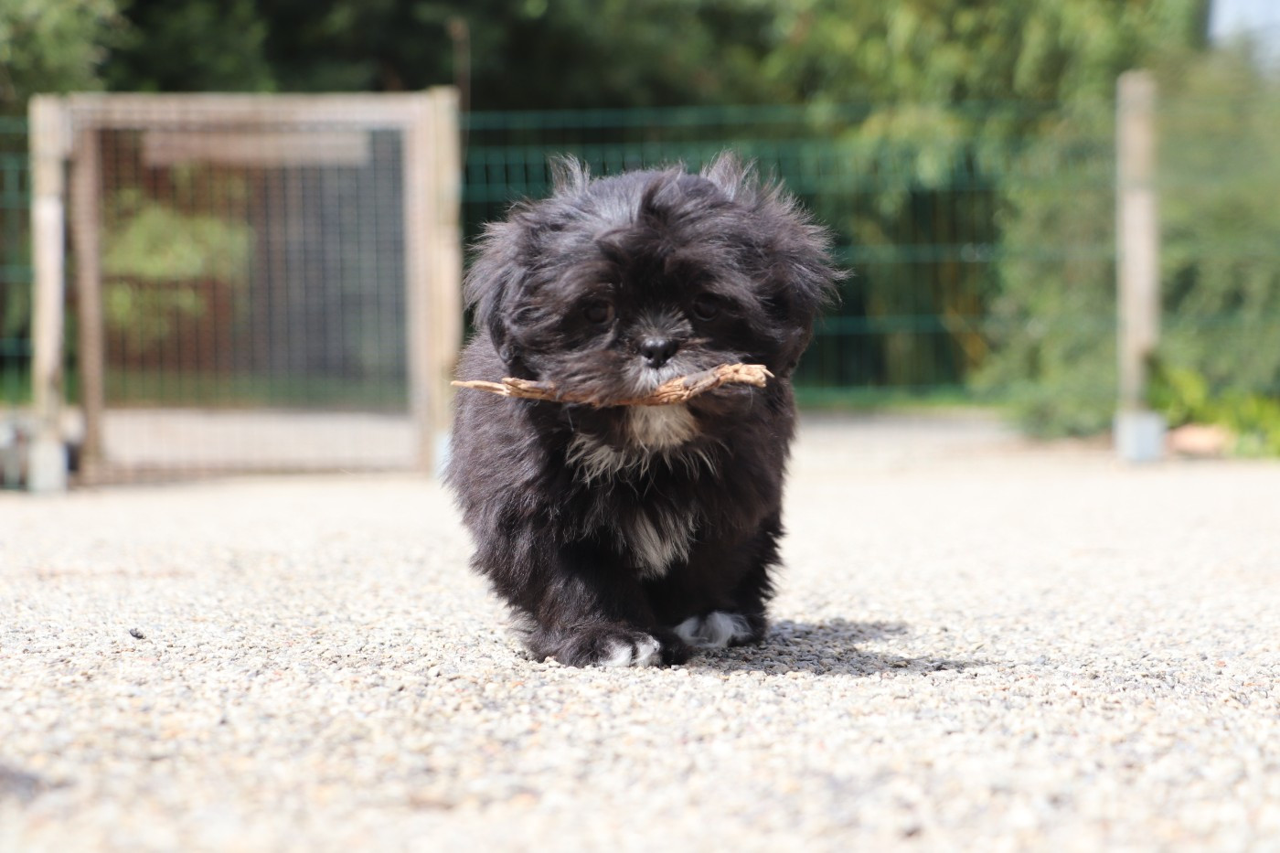 Der Lenn - Chiots disponibles - Lhassa Apso