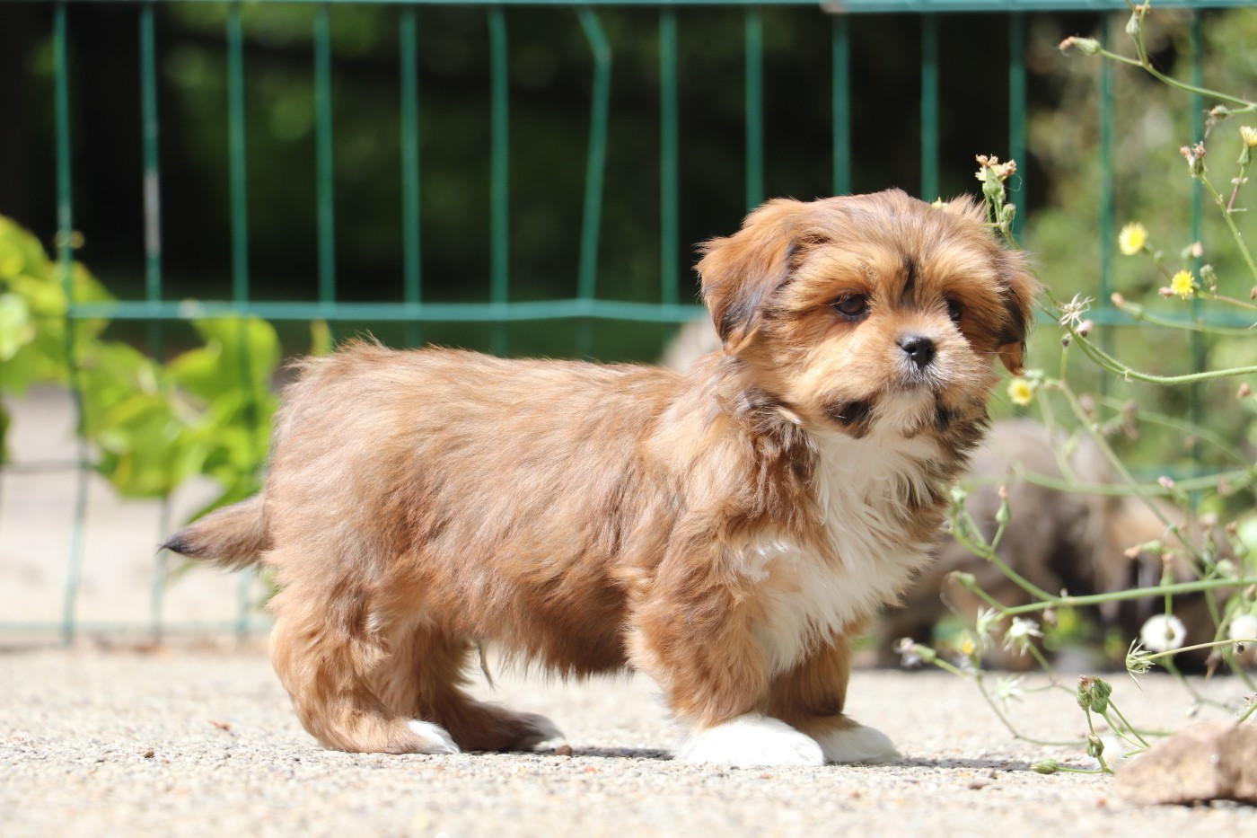 Der Lenn - Chiots disponibles - Lhassa Apso